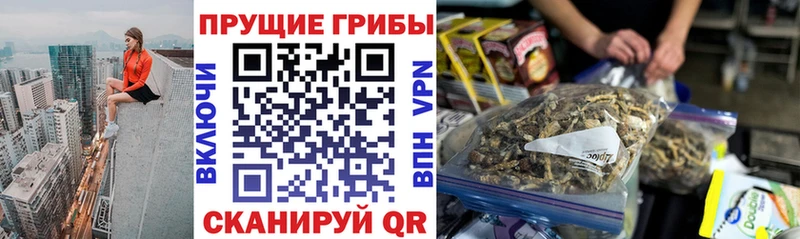 купить наркоту  Жердевка  Псилоцибиновые грибы Cubensis 